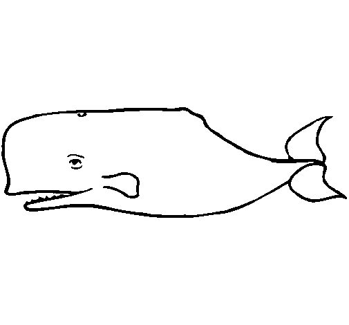Disegno di Balena blu da Colorare