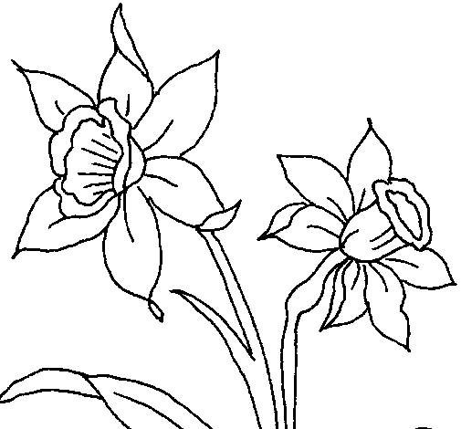 Disegno di Orchidea  da Colorare