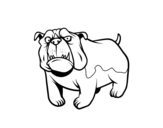 Disegno di Cane bulldog inglese da colorare