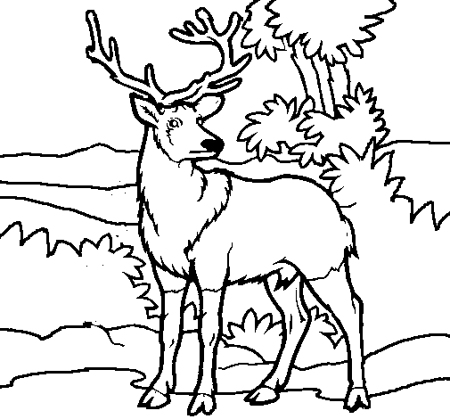 Disegno di Cervo adulto  da Colorare