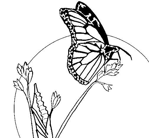 Disegno di Farfalla su un ramo da Colorare