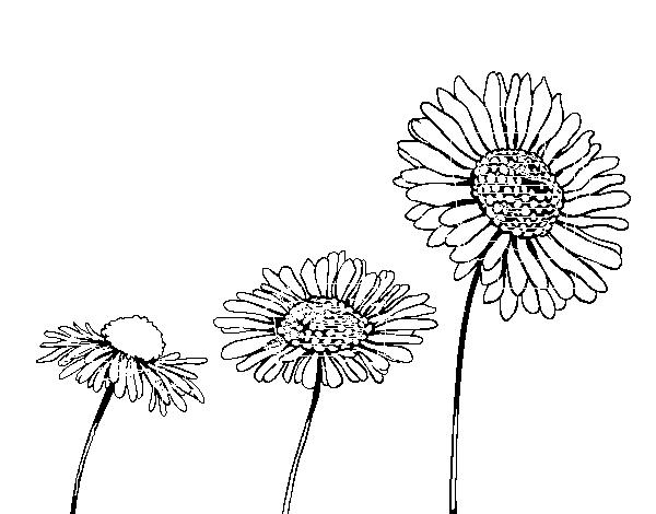 Disegno di Fiore di camomilla da Colorare