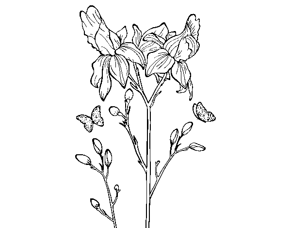 Disegno di Fiore di Iris da Colorare