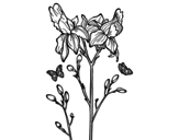Disegno di Fiore di Iris da colorare