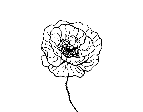 Disegno di Fiore di papavero da Colorare