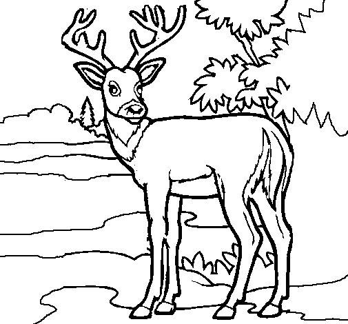 Disegno di Giovane cervo da Colorare