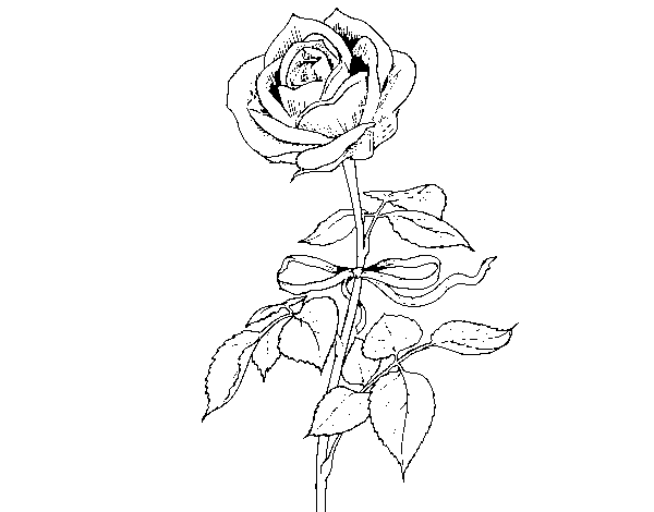 Disegno di Una rosa da Colorare